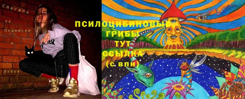 Псилоцибиновые грибы Cubensis  Гаврилов Посад 